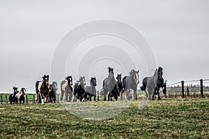 Galloping herd of friesian mares