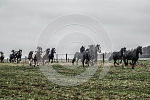 Galloping herd of friesian mares