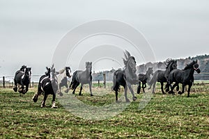 Galloping herd of friesian mares