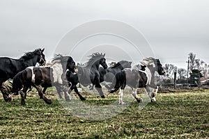 Galloping herd of friesian mares