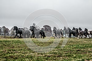 Galloping herd of friesian mares