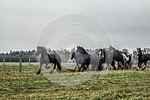 Galloping herd of friesian mares