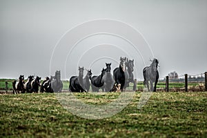 Galloping herd of friesian mares