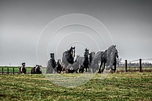 Galloping herd of friesian mares