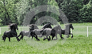 Galloping herd of friesian mares