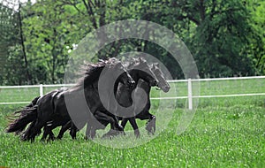 Galloping herd of friesian mares