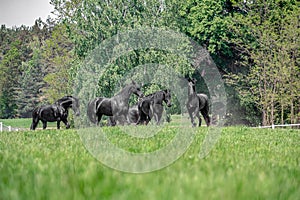 Galloping herd of friesian mares