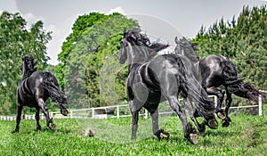 Galloping herd of friesian mares