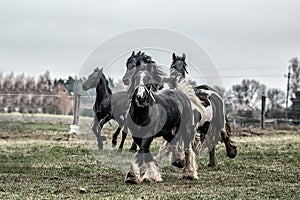 Galloping herd of friesian mares photo