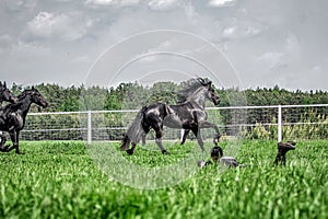 Galloping herd of friesian mares photo