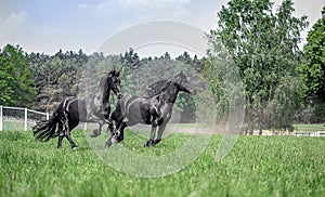 Galloping herd of friesian mares photo