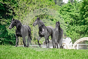 Galloping herd of friesian mares photo