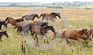Galloping herd of horses in the meadow