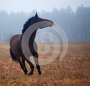 Galloping Horse