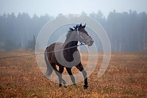 Galloping Horse