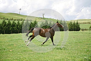 Galloping horse photo