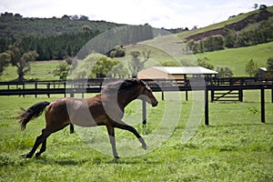 Galloping horse photo