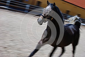 Galloping horse