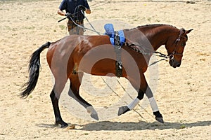 Galloping Horse