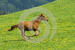 Galloping horse