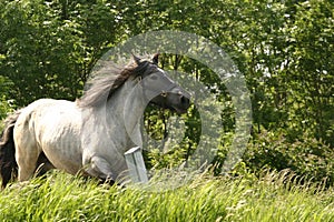 Galloping horse