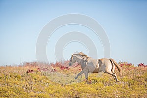 Galloping horse