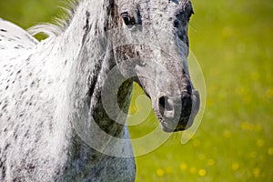 Galloping horse