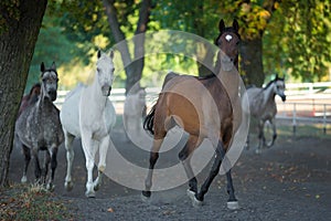 Galloping horse