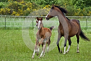 Galoppo un cavallo famiglia 