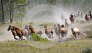 Galope un caballo rebano 