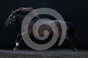 Galloping horse horse, on a black background