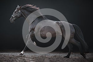 Galloping horse horse, on a black background