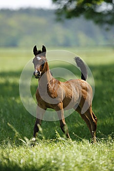 Galloping horse on the meadow