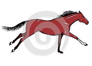 Galloping horse or mustang. Bay color coat pony running.