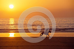 Galloping horse and rider at sunset on sand beach