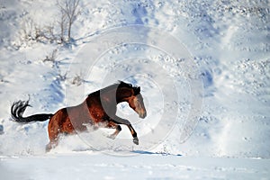 Galloping horse in snow winter