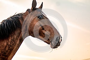 Galloping horse at sunrise in the meadow