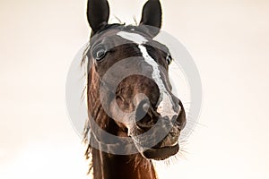 Galloping horse at sunrise in the meadow