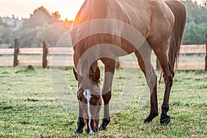 Galloping horse at sunrise in the meadow