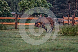 Galloping horse at sunrise in the meadow