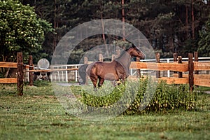 Galloping horse at sunrise in the meadow