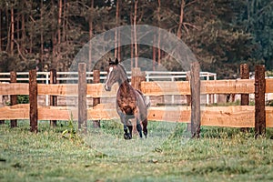 Galloping horse at sunrise in the meadow