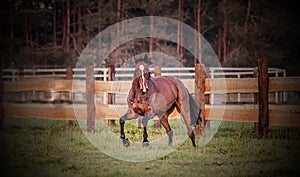 Galloping horse at sunrise in the meadow