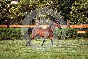 Galloping horse at sunrise in the meadow