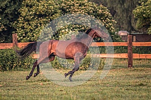 Galloping horse at sunrise in the meadow