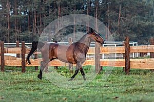 Galloping horse at sunrise in the meadow