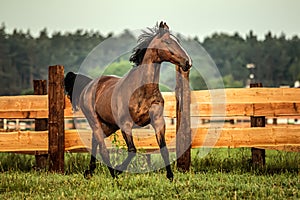 Galloping horse at sunrise in the meadow