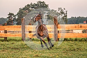 Galloping horse at sunrise in the meadow