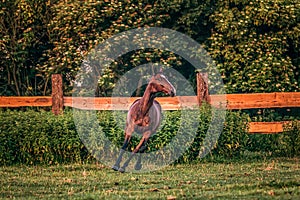 Galloping horse at sunrise in the meadow