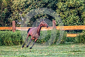 Galloping horse at sunrise in the meadow